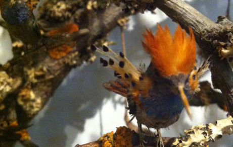 The Museum Hummingbird
